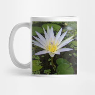 Egyptian Lotus Mug